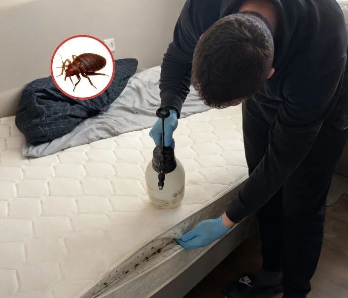 Technicien traitant un matelas contre les punaises de lit à Varreddes